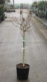 Hibiscus syriacus 'Hamabo' - pot 15L - halfstam boom