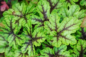 x Heucherella 'Tapestry' - pot 9x9 cm