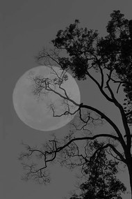 Foto Tree and the moon, bochimsang