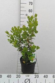 Arbutus unedo - pot 3L - 30-40 cm -