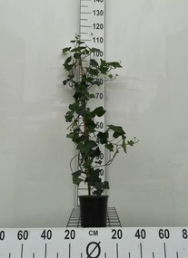 Hedera hibernica - pot - 100+ cm -