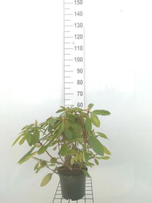 Rhododendron 'Eucharis' - pot - 40-50 cm