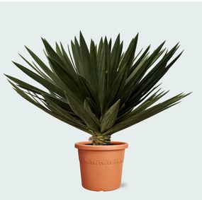 Yucca Gloriosa'Lone Star'- 120cm