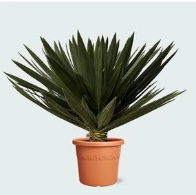Yucca Gloriosa'Lone Star'- 120cm