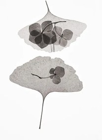 Foto Botanical 35, Lenka