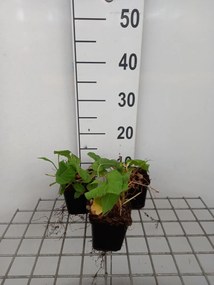 Persicaria amplexicaulis 'Seven Oaks Village' - pot 9x9 cm