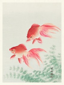 Kunstreproductie Two Veil Goldfish, Ohara Koson