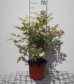 Nandina domestica - pot - 40-50 cm -