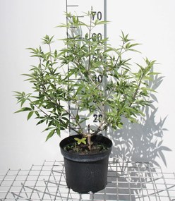 Vitex agnus-castus - pot - 30-40 cm -