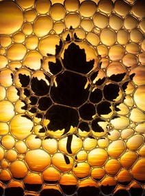 Ilustratie Maple leaf bubbles, Don Farrall, (30 x 40 cm)