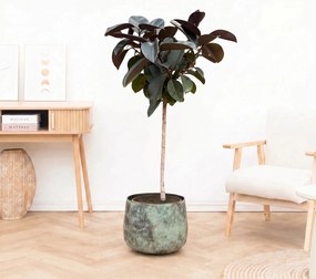 Ficus Elastica Abidjan stam - 130cm