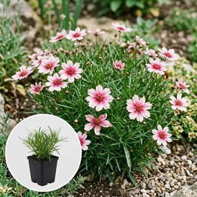Coreopsis rosea 'Sweet Dreams' - pot 9x9 cm -