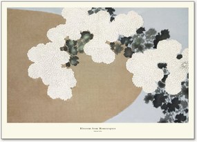 Poster Blossom From Momoyogusa