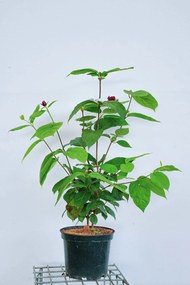 Calycanthus x raulstonii 'Hartlage Wine' - pot 12L - 80-100 cm