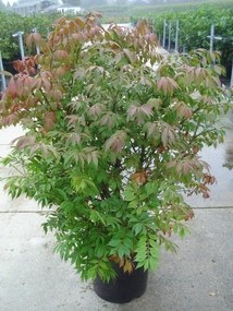 Euonymus alatus 'Compactus' - pot 12L - 60-80 cm