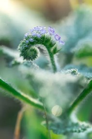 Foto Little grass flower with dew droplets, somnuk krobkum