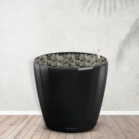 Combideal - Strelitzia Nicolai inclusief zelfwaterende pot Joy M - 200cm