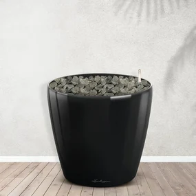 Combideal - Strelitzia Nicolai inclusief zelfwaterende pot Joy M - 200cm
