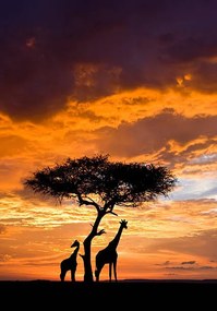 Kunstfotografie Silhoutted Giraffe with acacia tree at sunset, Darrell Gulin, (26.7 x 40 cm)