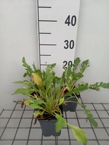 Gaillardia 'Burgunder' - pot 9x9 cm
