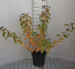 Cornus sanguinea 'Winter Beauty' - pot - 40-60 cm