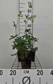 Astrantia major 'Alba' - pot 9x9 cm