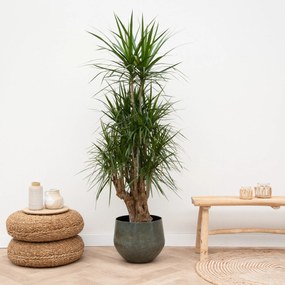 Dracaena Marginata vertakt - 160cm