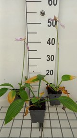 Hosta 'Fortunei Hyacinthina' - pot 9x9 cm