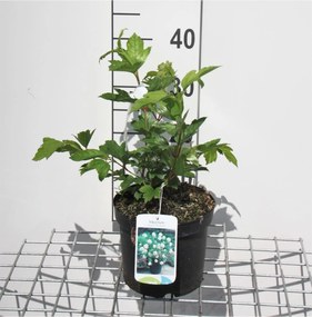 Viburnum opulus 'Roseum' - pot - 40-60 cm -