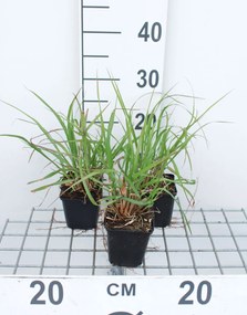 Pennisetum alopecuroides 'Red Head' - pot 9x9 cm