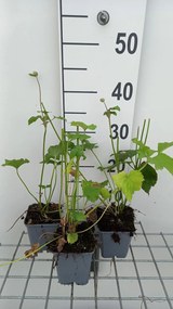 Anemone x hybrida 'Mont-rose' - pot 9x9 cm -