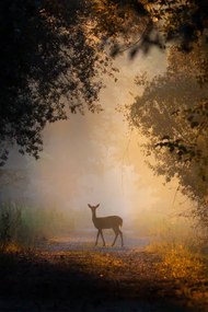 Foto See the lights,Side view of fallow, PAOLO STOPPANI / 500px