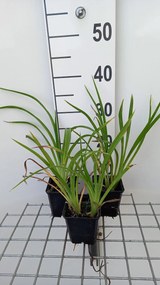Hemerocallis 'Strawberry Candy' - pot 9x9 cm