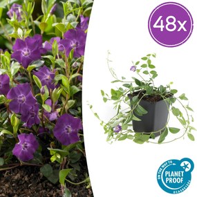 Vinca Minor 'Atropurpurea' - 20cm