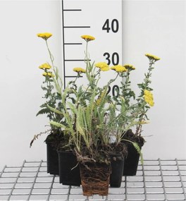 Achillea 'Moonshine' - pot 9x9 cm -