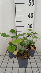 Malva sylvestris - pot 9x9 cm -