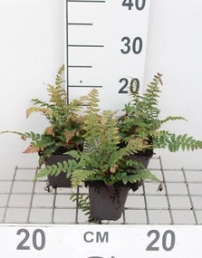 Polystichum aculeatum - pot 9x9 cm -