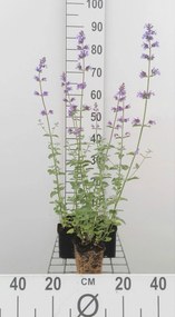 Nepeta 'Walker's Low' - pot 9x9 cm