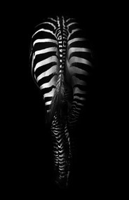 Foto Zebra Buttocks, Antonio Grambone