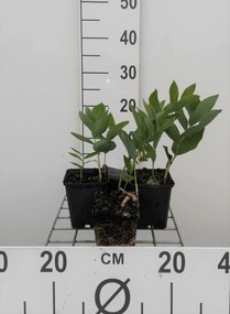 Polygonatum multiflorum - pot 9x9 cm -