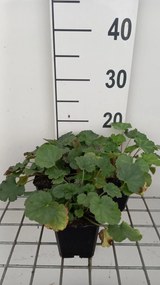 Heuchera sanguinea 'Coral Petite' - pot 9x9 cm