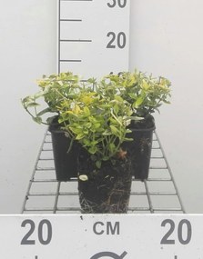 Euonymus fortunei 'Emerald 'n' Gold' - pot 9x9 cm