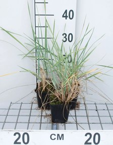 Leymus arenarius - pot 9x9 cm