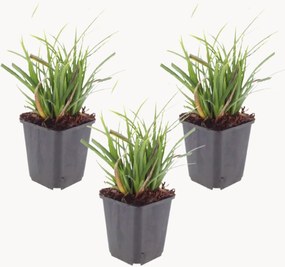 Planten Japanse zegge Carex morrowii, 3-delig