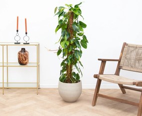 Philodendron Brasil mosstok - 160cm
