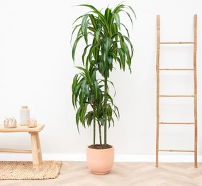 Dracaena Hawaiian Sunshine - 150cm