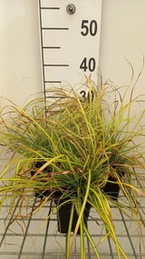 Carex oshimensis 'Eversheen' (Evercolor) - pot 9x9 cm