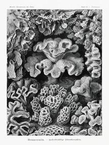 Kunstreproductie Hexacoralla–Sechsstrahlige Sternkorallen, Ernst Haeckel