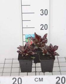 Lobelia 'Queen Victoria' - pot 9x9 cm -