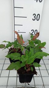 Persicaria amplexicaulis 'Blackfield' - pot 9x9 cm -